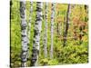 An Autumn View of a Birch Forest in Michigan's Upper Peninsula.-Julianne Eggers-Stretched Canvas