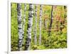 An Autumn View of a Birch Forest in Michigan's Upper Peninsula.-Julianne Eggers-Framed Photographic Print