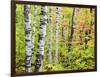 An Autumn View of a Birch Forest in Michigan's Upper Peninsula.-Julianne Eggers-Framed Photographic Print