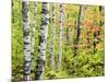 An Autumn View of a Birch Forest in Michigan's Upper Peninsula.-Julianne Eggers-Mounted Photographic Print