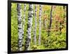 An Autumn View of a Birch Forest in Michigan's Upper Peninsula.-Julianne Eggers-Framed Photographic Print