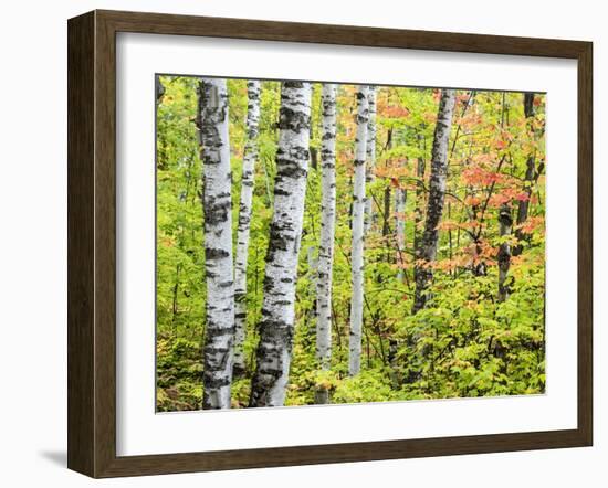 An Autumn View of a Birch Forest in Michigan's Upper Peninsula.-Julianne Eggers-Framed Photographic Print