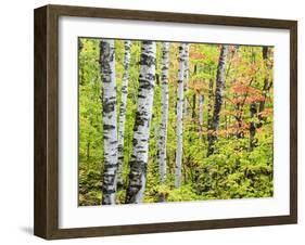 An Autumn View of a Birch Forest in Michigan's Upper Peninsula.-Julianne Eggers-Framed Photographic Print