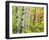 An Autumn View of a Birch Forest in Michigan's Upper Peninsula.-Julianne Eggers-Framed Photographic Print