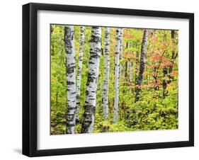 An Autumn View of a Birch Forest in Michigan's Upper Peninsula.-Julianne Eggers-Framed Photographic Print