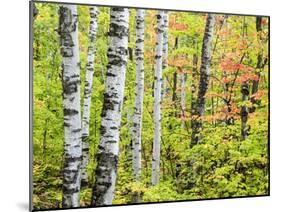 An Autumn View of a Birch Forest in Michigan's Upper Peninsula.-Julianne Eggers-Mounted Photographic Print