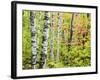 An Autumn View of a Birch Forest in Michigan's Upper Peninsula.-Julianne Eggers-Framed Photographic Print