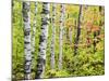 An Autumn View of a Birch Forest in Michigan's Upper Peninsula.-Julianne Eggers-Mounted Photographic Print