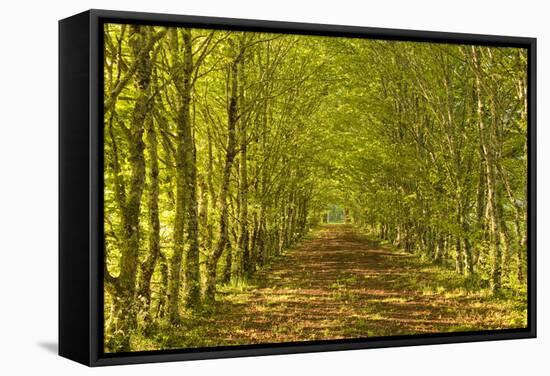 An Avenue of Trees in the Dordogne Area of France, Europe-Julian Elliott-Framed Stretched Canvas