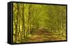 An Avenue of Trees in the Dordogne Area of France, Europe-Julian Elliott-Framed Stretched Canvas