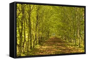 An Avenue of Trees in the Dordogne Area of France, Europe-Julian Elliott-Framed Stretched Canvas