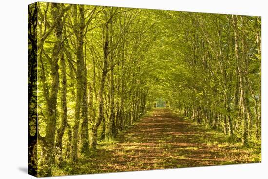 An Avenue of Trees in the Dordogne Area of France, Europe-Julian Elliott-Stretched Canvas