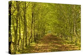 An Avenue of Trees in the Dordogne Area of France, Europe-Julian Elliott-Stretched Canvas