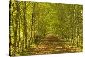 An Avenue of Trees in the Dordogne Area of France, Europe-Julian Elliott-Stretched Canvas