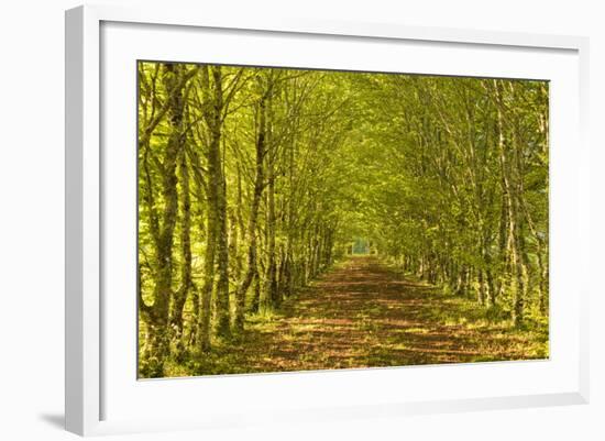 An Avenue of Trees in the Dordogne Area of France, Europe-Julian Elliott-Framed Photographic Print