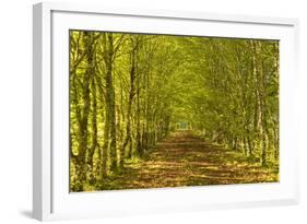 An Avenue of Trees in the Dordogne Area of France, Europe-Julian Elliott-Framed Photographic Print