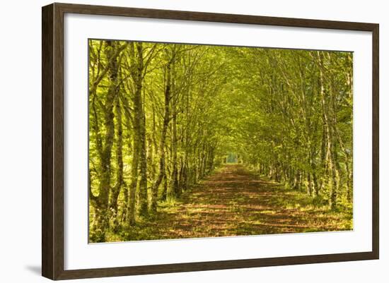 An Avenue of Trees in the Dordogne Area of France, Europe-Julian Elliott-Framed Photographic Print