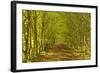 An Avenue of Trees in the Dordogne Area of France, Europe-Julian Elliott-Framed Photographic Print