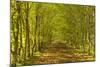 An Avenue of Trees in the Dordogne Area of France, Europe-Julian Elliott-Mounted Photographic Print