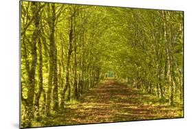 An Avenue of Trees in the Dordogne Area of France, Europe-Julian Elliott-Mounted Photographic Print