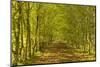 An Avenue of Trees in the Dordogne Area of France, Europe-Julian Elliott-Mounted Photographic Print