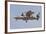 An E-2D Advanced Hawkeye of the U.S. Navy-null-Framed Photographic Print