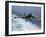 An EA-6B Prowler Lands Aboard the Aircraft Carrier USS John C. Stennis-Stocktrek Images-Framed Premium Photographic Print