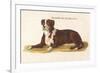 An Early British Mastiff a Breed Which at This Time was Mainly Used as a Guard-null-Framed Premium Giclee Print