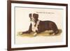 An Early British Mastiff a Breed Which at This Time was Mainly Used as a Guard-null-Framed Premium Giclee Print