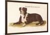 An Early British Mastiff a Breed Which at This Time was Mainly Used as a Guard-null-Framed Art Print