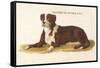 An Early British Mastiff a Breed Which at This Time was Mainly Used as a Guard-null-Framed Stretched Canvas