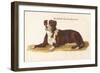 An Early British Mastiff a Breed Which at This Time was Mainly Used as a Guard-null-Framed Art Print