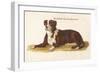 An Early British Mastiff a Breed Which at This Time was Mainly Used as a Guard-null-Framed Art Print