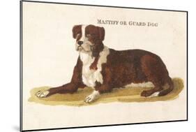 An Early British Mastiff a Breed Which at This Time was Mainly Used as a Guard-null-Mounted Art Print