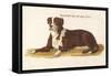 An Early British Mastiff a Breed Which at This Time was Mainly Used as a Guard-null-Framed Stretched Canvas