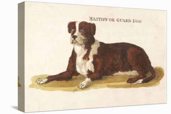 An Early British Mastiff a Breed Which at This Time was Mainly Used as a Guard-null-Stretched Canvas
