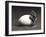 An Early Dinosaur Ancester, Seymouria, Hatches from an Egg-null-Framed Art Print