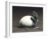 An Early Dinosaur Ancester, Seymouria, Hatches from an Egg-null-Framed Art Print