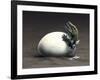 An Early Dinosaur Ancester, Seymouria, Hatches from an Egg-null-Framed Art Print