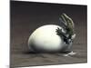 An Early Dinosaur Ancester, Seymouria, Hatches from an Egg-null-Mounted Art Print