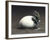 An Early Dinosaur Ancester, Seymouria, Hatches from an Egg-null-Framed Art Print