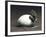 An Early Dinosaur Ancester, Seymouria, Hatches from an Egg-null-Framed Art Print