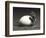 An Early Dinosaur Ancester, Seymouria, Hatches from an Egg-null-Framed Art Print