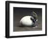 An Early Dinosaur Ancester, Seymouria, Hatches from an Egg-null-Framed Art Print