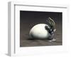 An Early Dinosaur Ancester, Seymouria, Hatches from an Egg-null-Framed Art Print