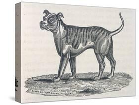 An Early Engraving of a Bulldog-null-Stretched Canvas