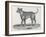 An Early Engraving of a Bulldog-null-Framed Art Print
