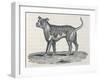 An Early Engraving of a Bulldog-null-Framed Art Print