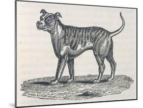 An Early Engraving of a Bulldog-null-Mounted Art Print