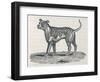 An Early Engraving of a Bulldog-null-Framed Art Print